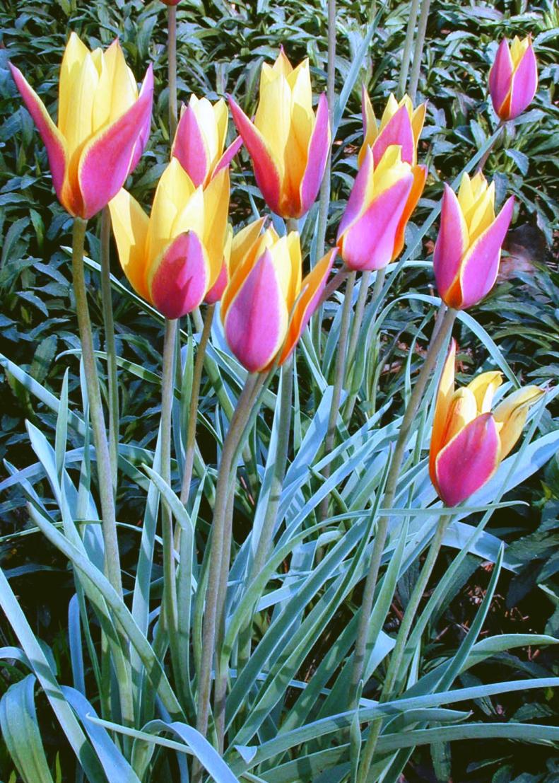 Clusiana and its hybrids are among the most dependable tulips for coming back year after year as perennials