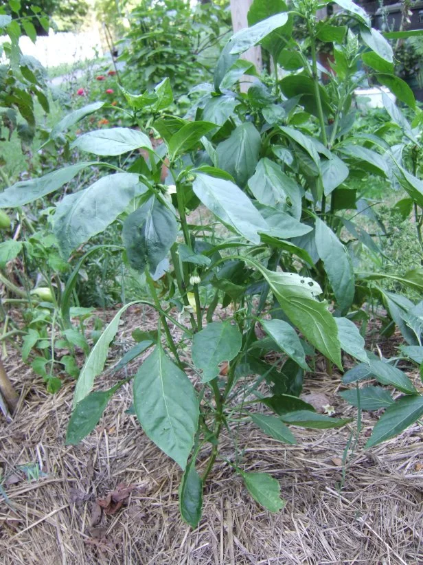 Pepper Plants with few flowers
