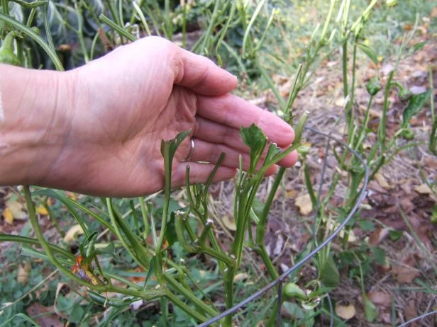 Deer Damage On Vegetable Plants