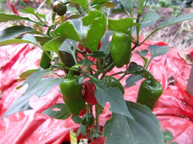 Red Mulch For Peppers
