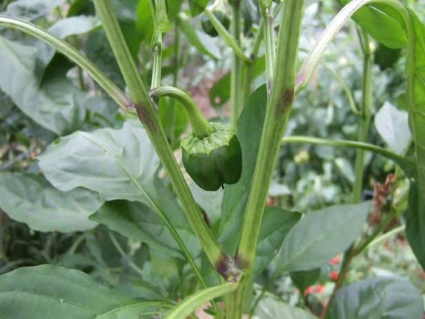 pepper plant with dark spots