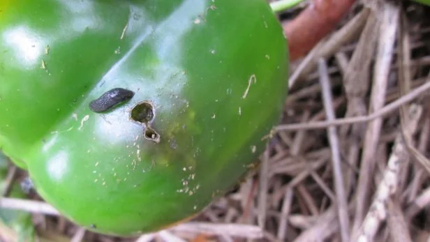 Green Pepper With Slug