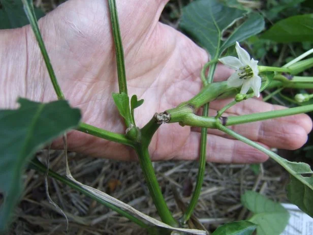 Pepper Plant With Broken Stem