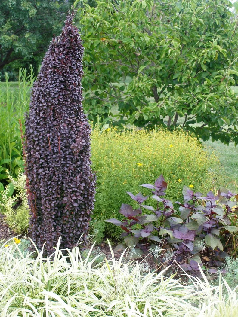 Of the many, many burgundy Japanese barberries, 'Helmond Pillar' also has an interesting, useful upright form