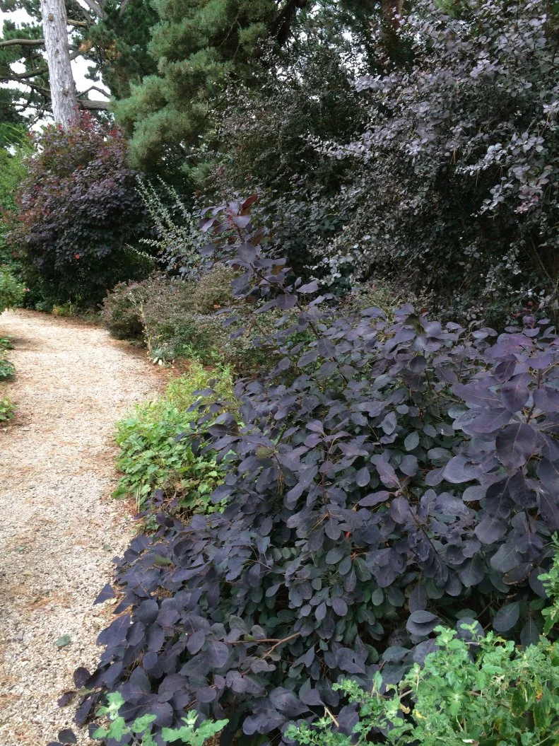 This burgundy border is at Kiftsgate Court, a fantastic but often-overlooked garden on the edge of the Cotswold region of central England