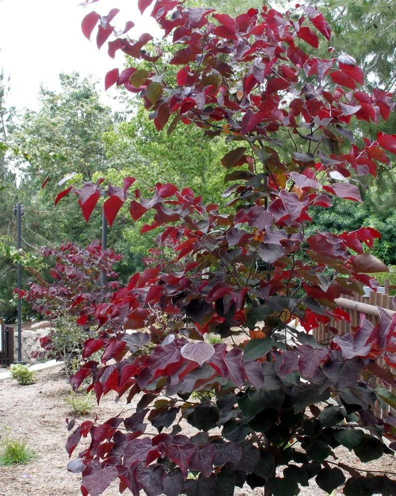 Red Leaf Redbud (Cercis canadensis 'Forest Pansy') is a hardy small native tree with lustrous burgundy foliage