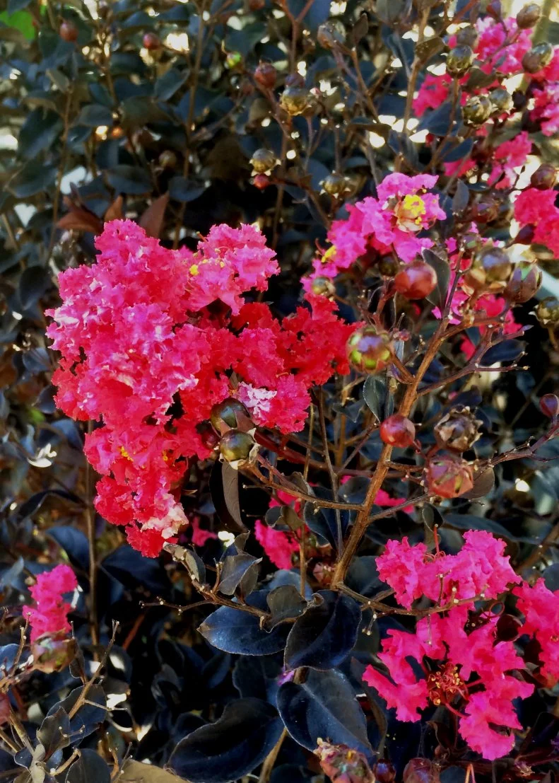'Black Diamond Blush' is one of many new crapemyrtles with deep burgundy foliage contrasting with their bright pink, red, or white flowers