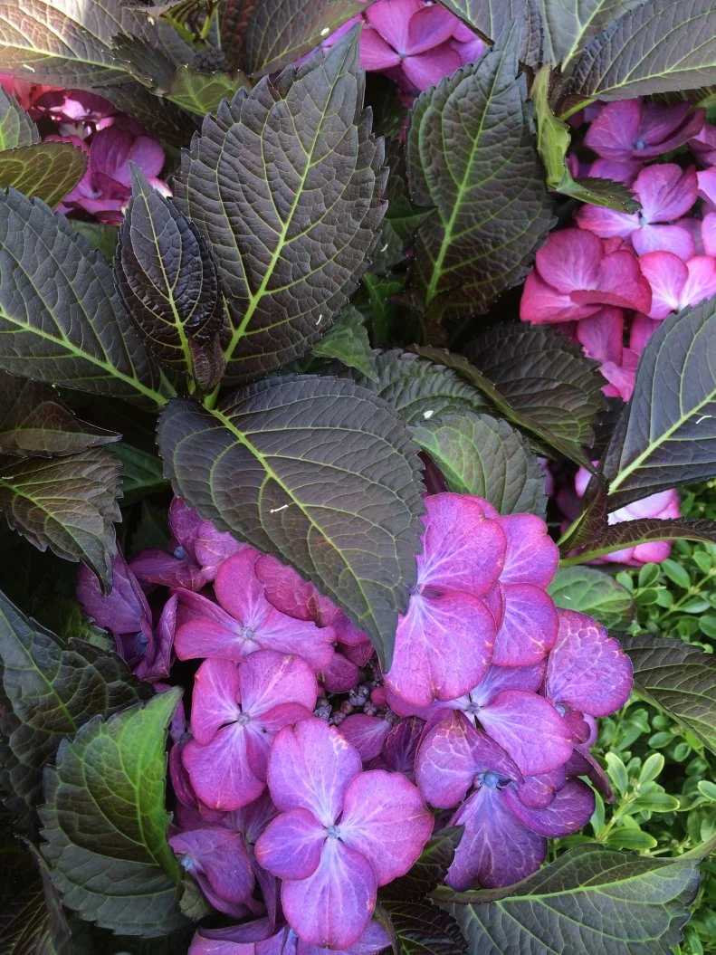 Dark Angel hydrangea is a popular new introduction with deep burgundy foliage and vibrant flower colors
