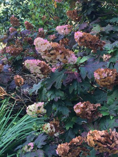 Hydrangea Problems Diy