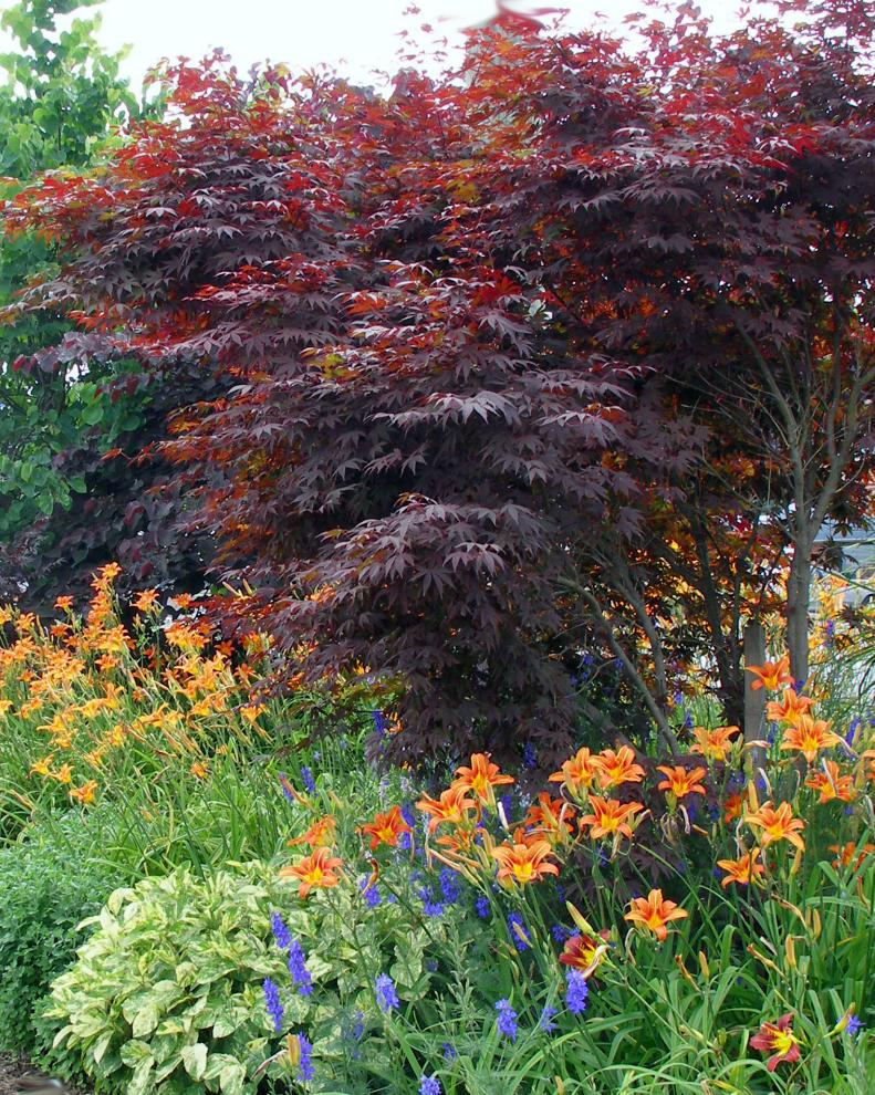 Japanese Red Maple, Acer palmatum Atropurpeum, is perhaps the most commonly-planted burgundy foliage tree