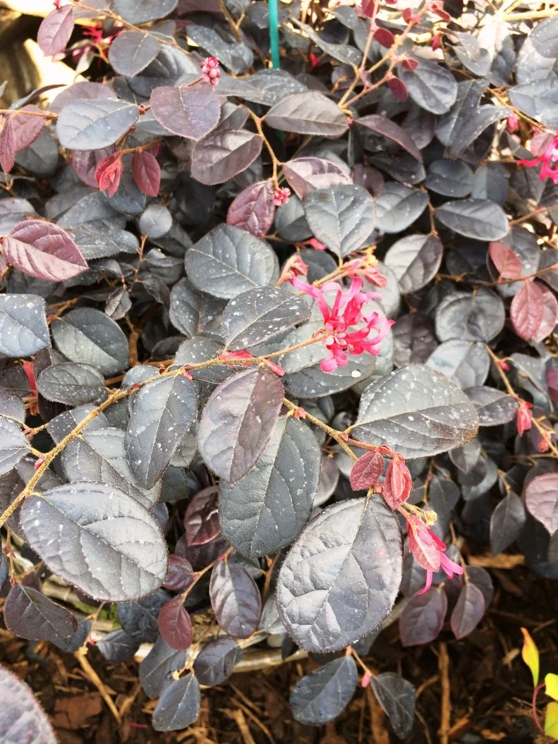 Loropetalum, sometimes called Chinese witchhazel, typically has burgundy foliage and hot pink flowers