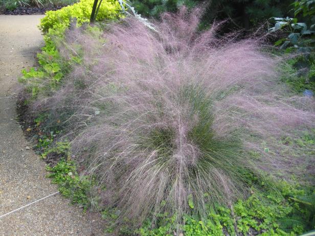 Muhly Grass explodes in early fall with a profusion of cotton candy-like plumes.