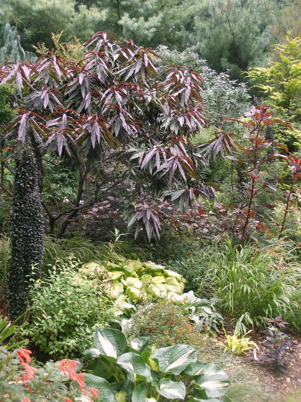 Burgundy Plants and Flowers | HGTV