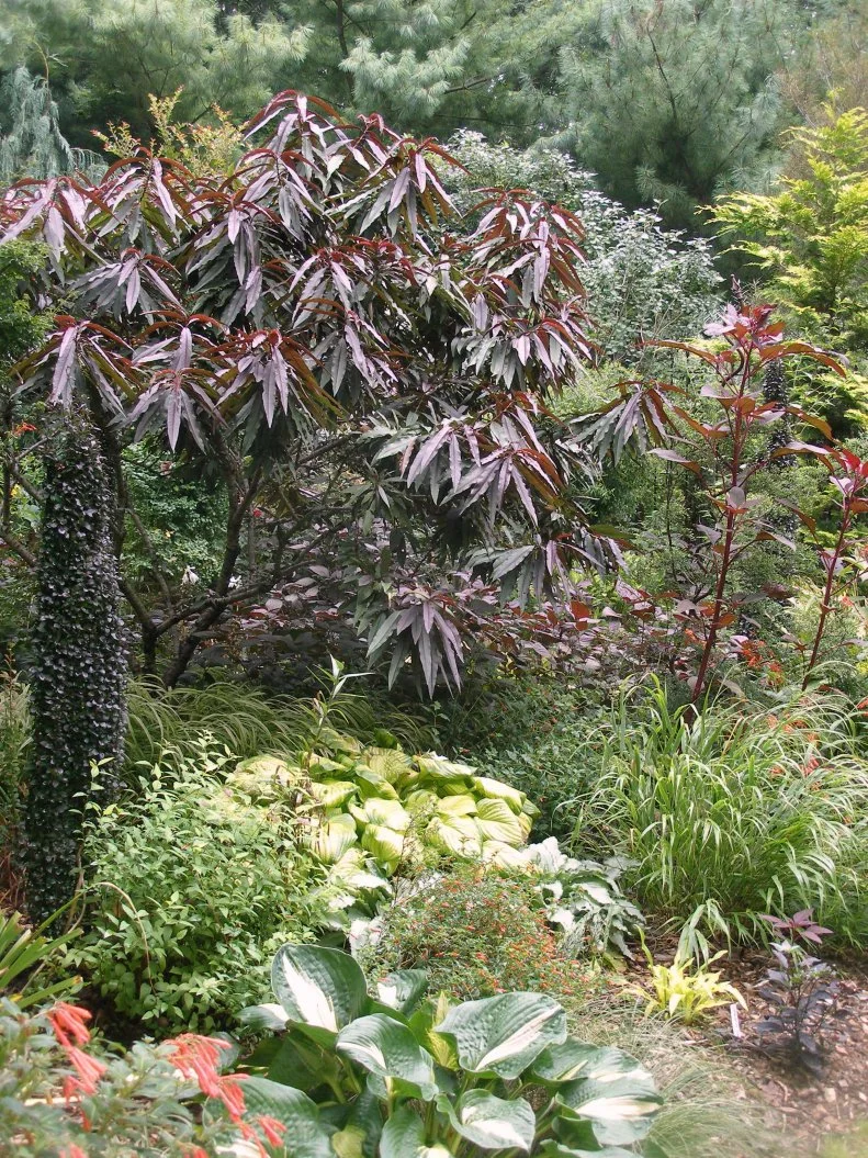 Many fruit plants, from redleaf grape to this peach tree named 'Bonfire' can have burgundy foliage
