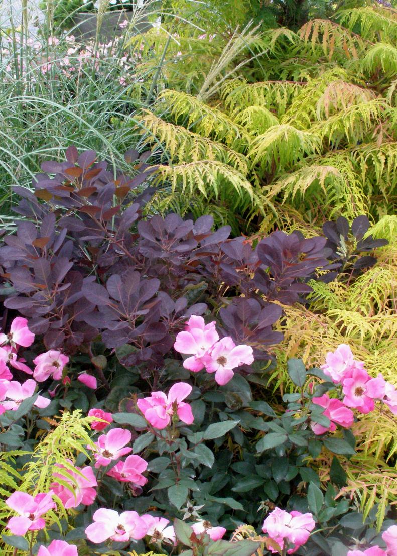 Rich burgundy foliage adds drama to any plant combination.