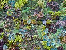 Colorful Succulent Groundcover