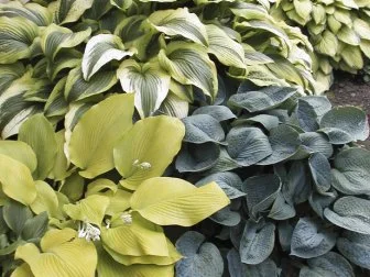 Several varieties of hostas combine to create a landscape in shades of green.