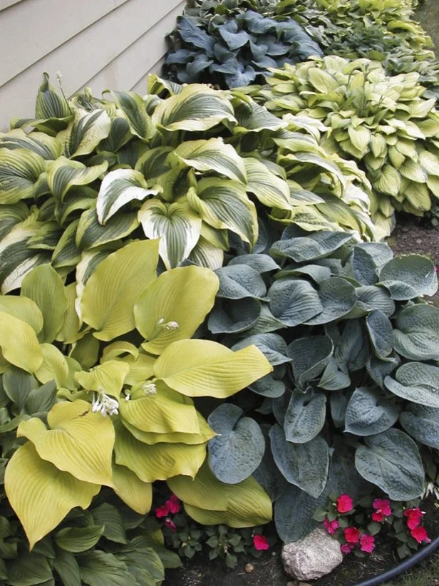 Hostas Combined in a Garden