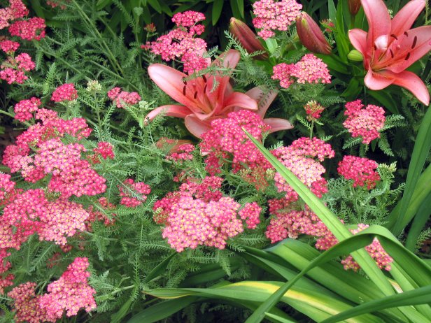 This garden combination of Asiatic lily and Paprika achillea plants has similar pink colors and contrasting textures.