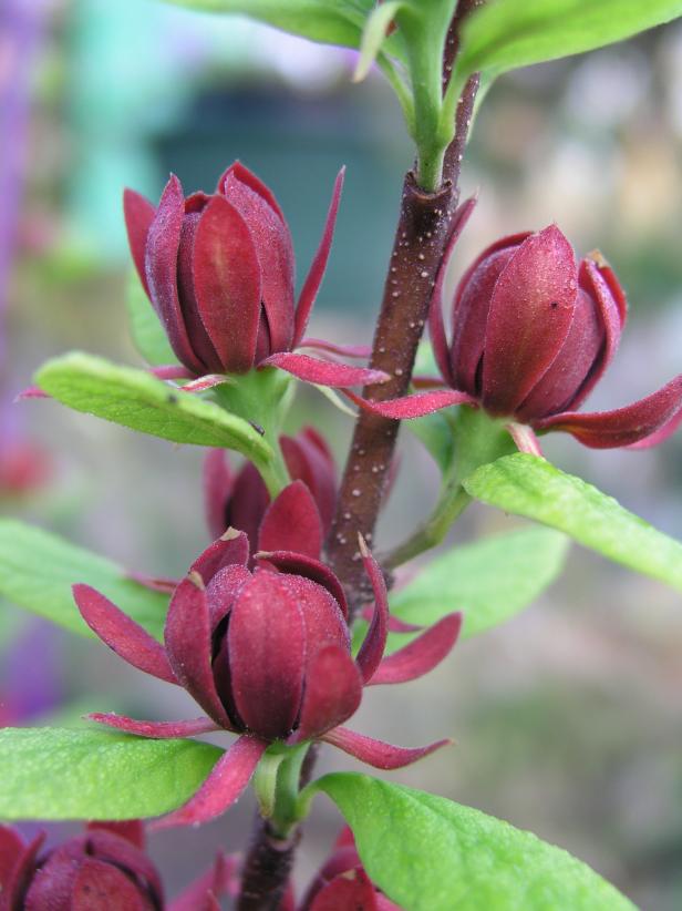 Native sweetshrub has burgundy spring flowers with a delicious spicy fragrance