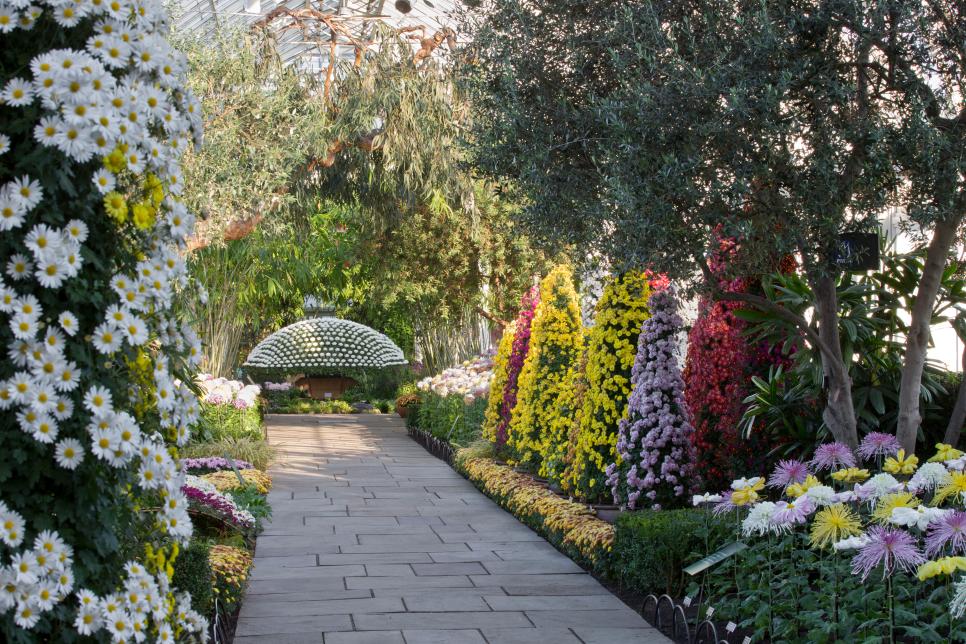 Chrysanthemum garden