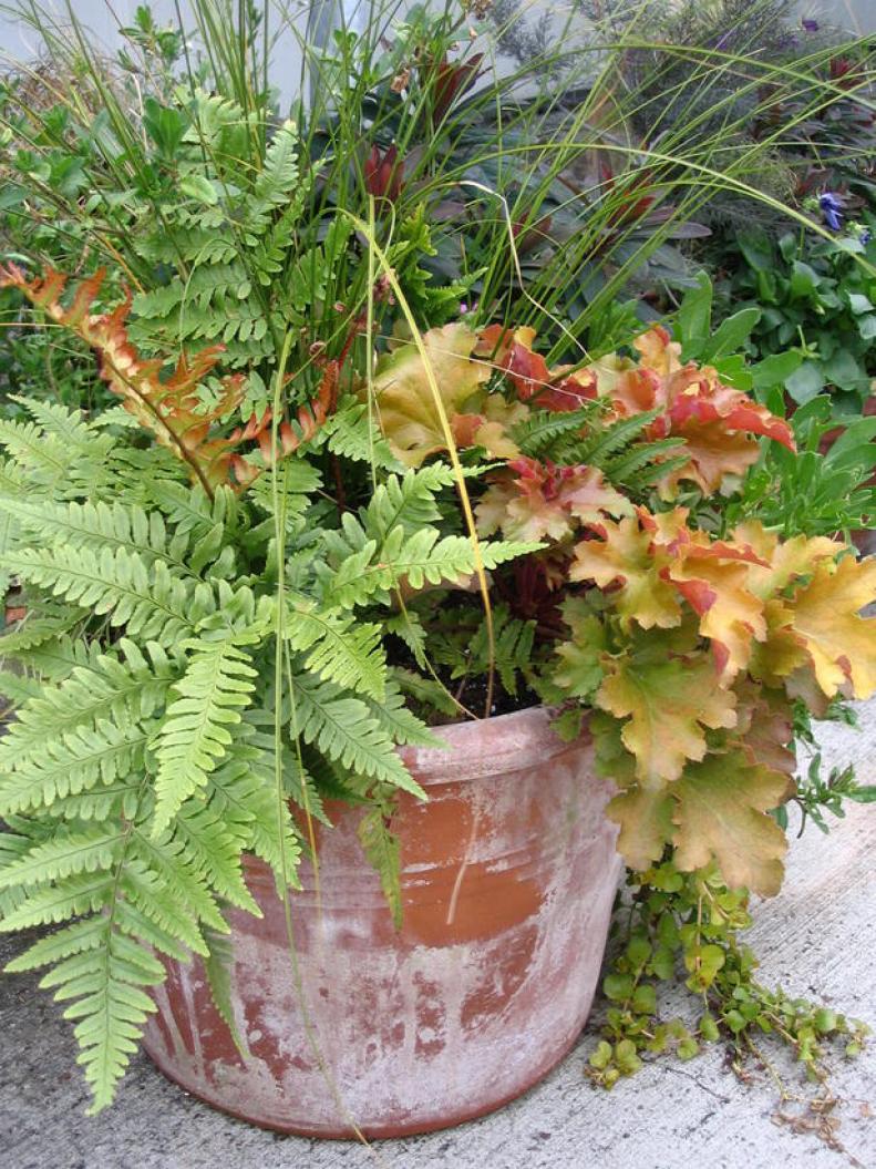 Coral bells and autumn fern in container