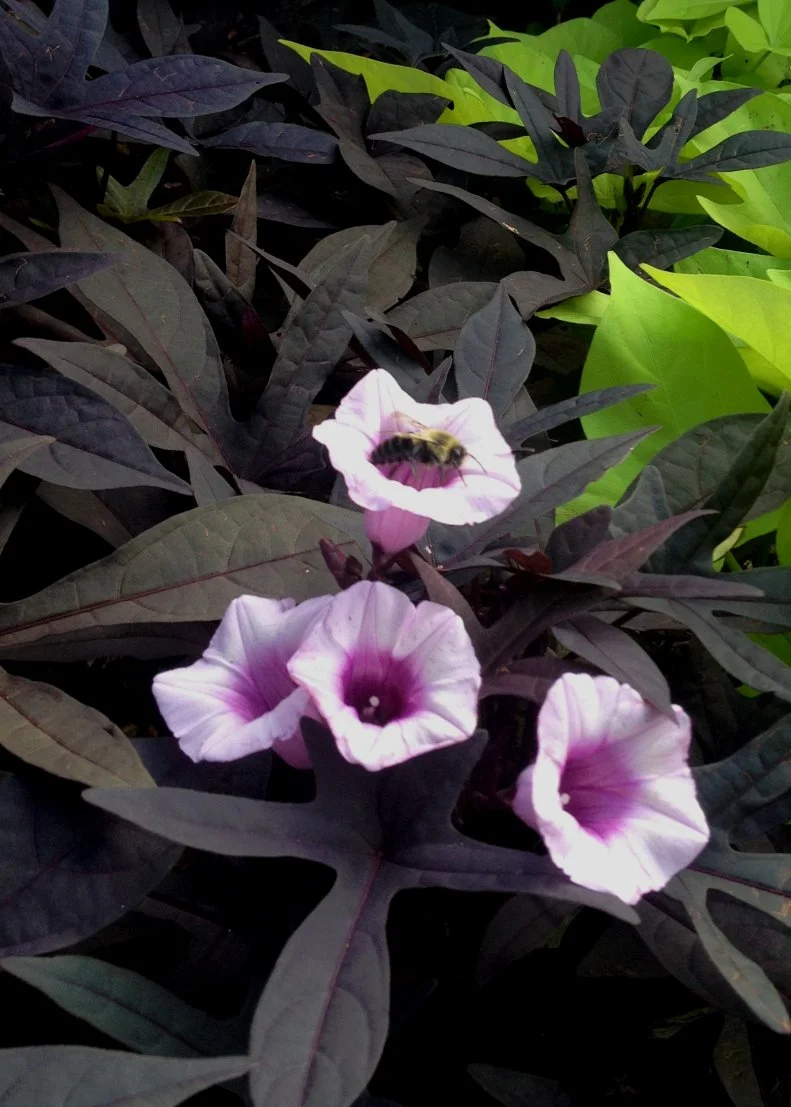 The ornamental sweet potato named 'Blackie' is an almost-rampant summer groundcover or cascading container plant with deep burgundy leaves and attractive late summer flowers—plus an edible tuber in the fall!