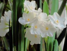 Narcissus tazetta bulbs are easy to grow indoors in pots or in water even in the winter