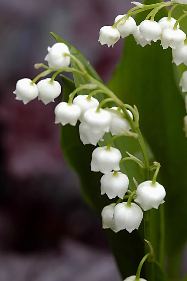 Lily of the valley