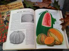 Antique seed catalogs