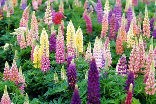 25 Best Flowering Perennials for Season-Long Color | HGTV