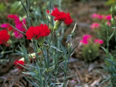 Dianthus caryophyllus  (02) Habit