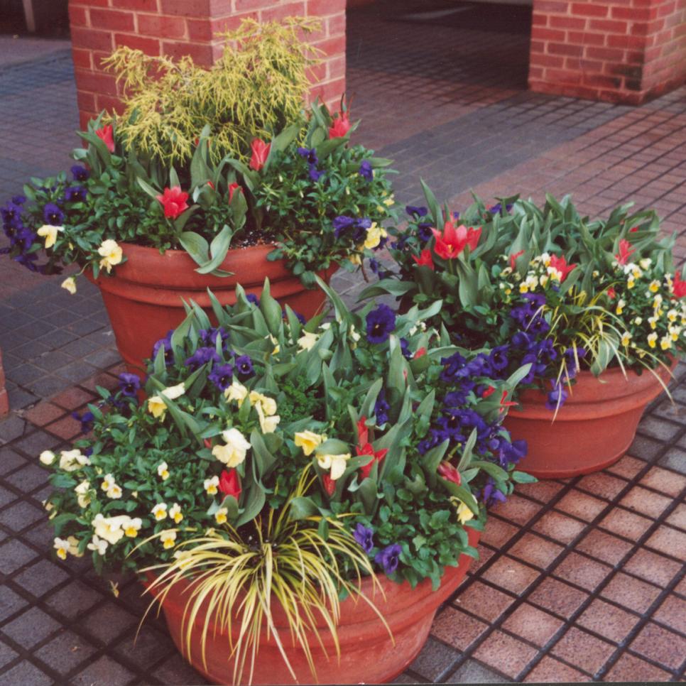 Container Garden Ideas | HGTV