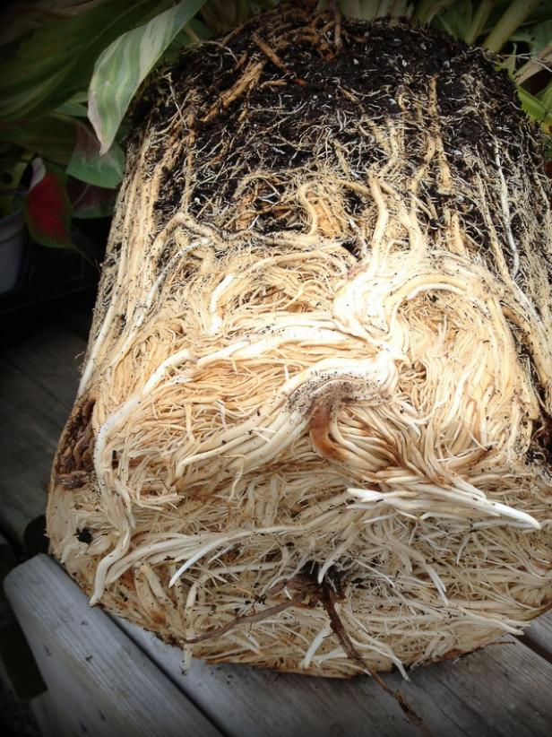 Why do houseplants need to be repotted? The main reason is that they have become root bound and outgrown their container. If your root ball looks like this, it is root bound and needs a larger pot.&nbsp;