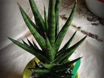 Repotting Houseplants