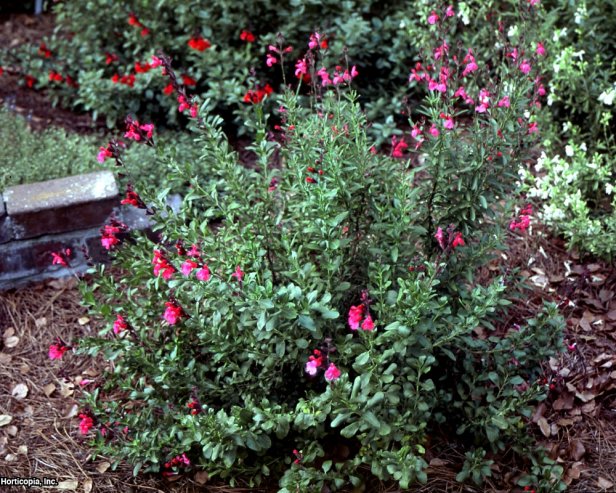 Salvia greggii  (01) Habit