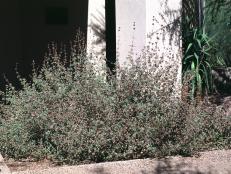 Salvia clevelandii  (03) Habit