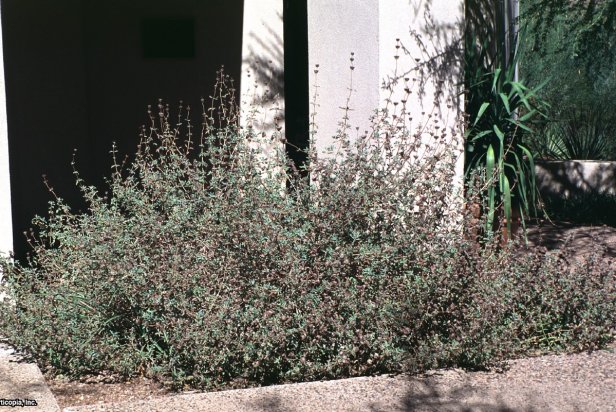 Salvia clevelandii  (03) Habit