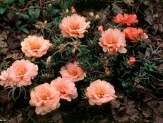 Portulaca grandiflora ~Tropical Fruit~ (01) Bloom