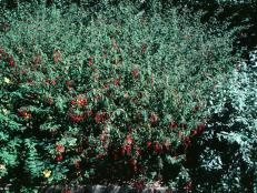 Fuchsia magellanica  (01) Habit