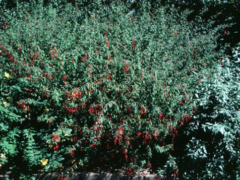 Hardy Fuchsia: Fuchsia Magellanica