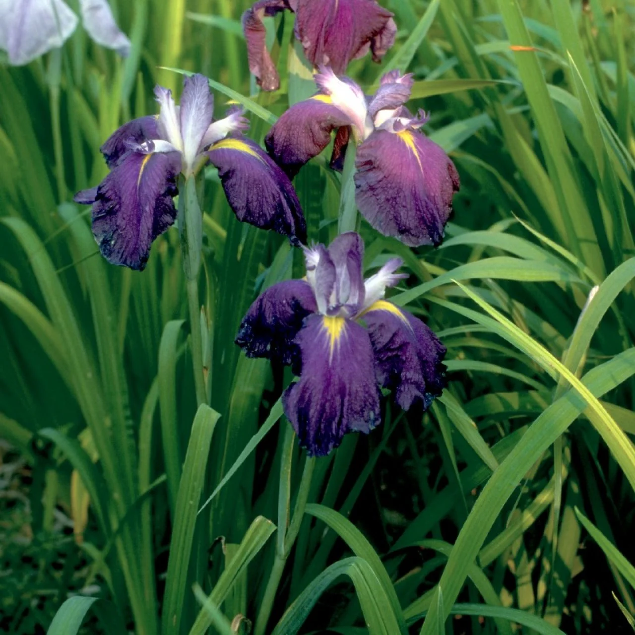 Japanese Irises HGTV
