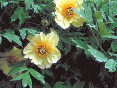 Paeonia suffruticosa ~Amber Moon~ (01) Bloom