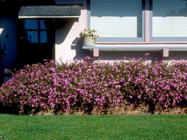 Trailing Lantana Ground Cover