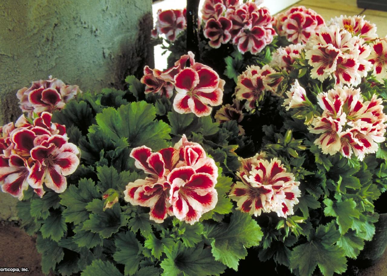 Martha Washington Geranium Hgtv