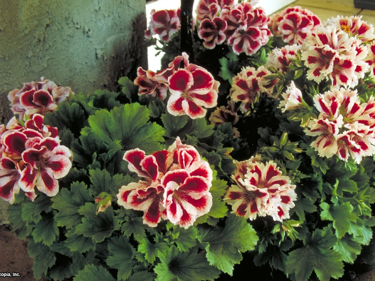 Martha Washington Geranium | HGTV