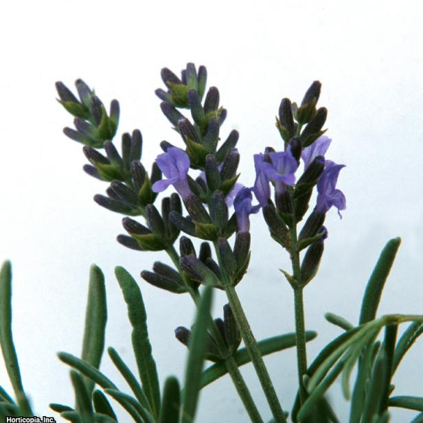 'Grosso' Lavender