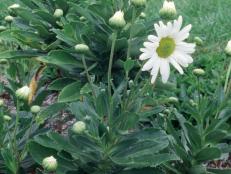 Nipponanthemum nipponicum  (02) Habit