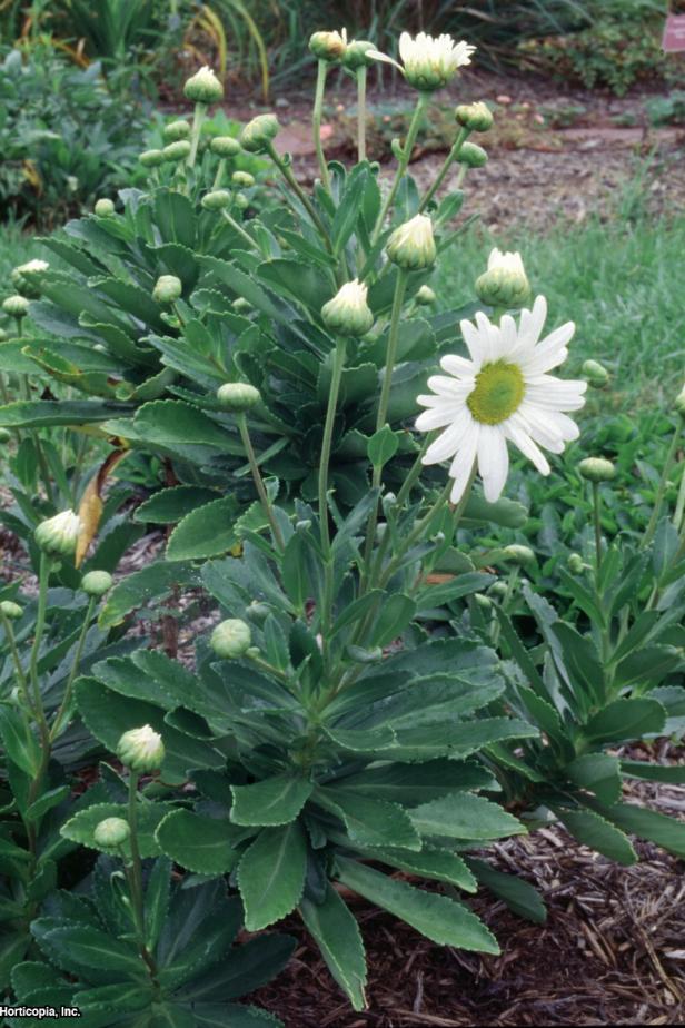 Nipponanthemum nipponicum  (02) Habit