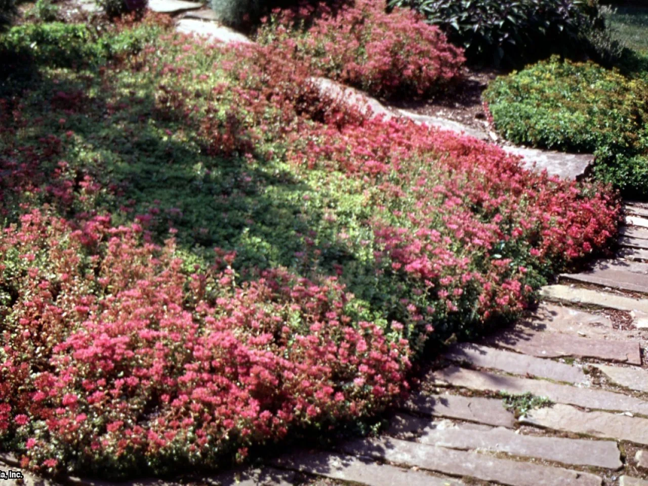 Sedum spurium | HGTV